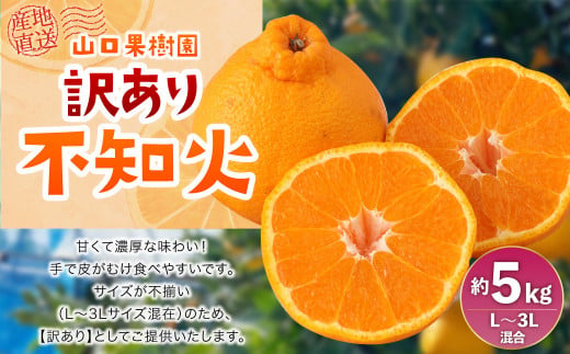 【先行受付】山口果樹園 訳あり 不知火  約5kg L～3L混合【2025年2月上旬から4月上旬発送予定】不知火 しらぬい 蜜柑 くだもの フルーツ 果物 1482903 - 熊本県宇城市