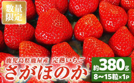 2691 【数量限定】鹿児島県産いちご「さがほのか」8～15粒　ストロベリーハウス彩より直送【期間限定】【いちご イチゴ 苺 さがほのか 国産 贈答 プレゼント 果物 フルーツ】 1489967 - 鹿児島県鹿屋市