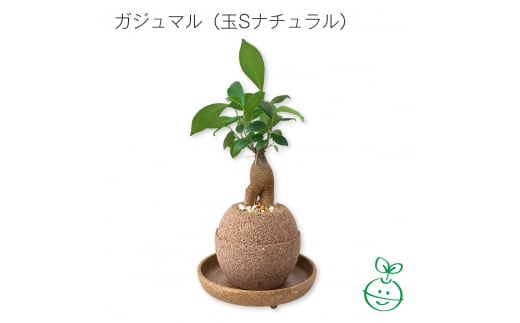 アクアプラントポット® 玉S 植木鉢ガジュマル(1647)