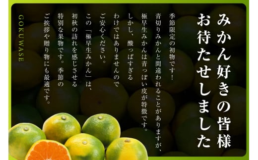 三代目がつくる青みかん(極早生みかん)5kg＜C31-15＞_ みかん ミカン 柑橘 フルーツ 果物 くだもの 青果 極早生 産地直送 産直 農家直送  5kg 贈答 ギフト プレゼント 【1042517】 - 愛媛県八幡浜市｜ふるさとチョイス - ふるさと納税サイト