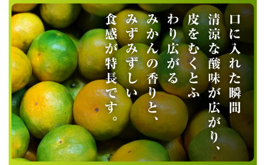 三代目がつくる青みかん(極早生みかん)5kg＜C31-15＞_ みかん ミカン 柑橘 フルーツ 果物 くだもの 青果 極早生 産地直送 産直 農家直送  5kg 贈答 ギフト プレゼント 【1042517】 - 愛媛県八幡浜市｜ふるさとチョイス - ふるさと納税サイト