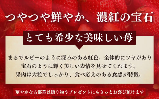 奈良県五條市のふるさと納税 奈良県産ブランド「古都華（ことか）」２パック（約５４０ｇ）| フルーツ くだもの 果物 いちご イチゴ ことか コトカ 古都華 奈良県 五條市