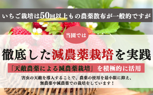 奈良県五條市のふるさと納税 奈良県産ブランド「古都華（ことか）」２パック（約５４０ｇ）| フルーツ くだもの 果物 いちご イチゴ ことか コトカ 古都華 奈良県 五條市