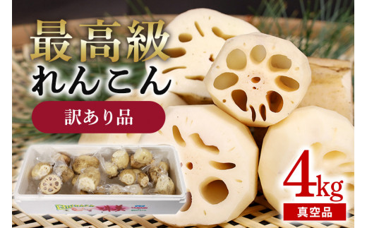 訳あり品【最高級Bigれんこん珠美】真空品 4kg 期間限定 れんこん 真空 パック 保存 レンコン 蓮根 訳あり 贈答 お祝い 贈り物 国産 77-D 1477717 - 茨城県小美玉市