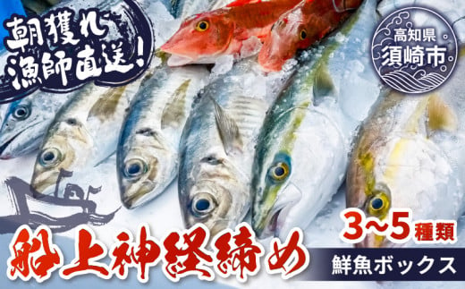 【船上神経締め鮮魚ボックス】朝獲れ直送 3~5種入り （2025年2月出荷) 冷蔵 魚種お任せ 水揚げ 海鮮 魚介 産地直送 新鮮 天然 魚 詰め合わせ 1288365 - 高知県須崎市