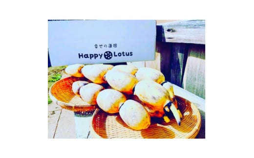 ちばガストロノミーAWARD選出!　　　　幸せの有機栽培レンコン「HappyLotus」　2kg【1372837】