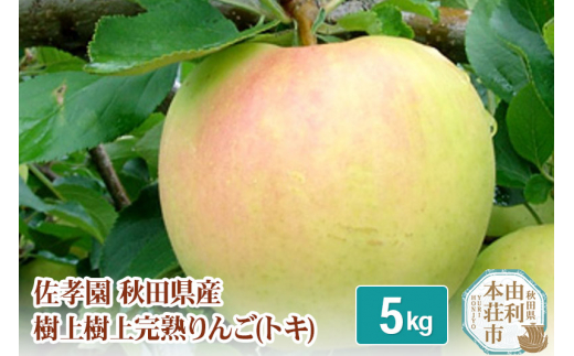 佐孝園 秋田県産 樹上樹上完熟りんご(トキ) 5kg 1075082 - 秋田県由利本荘市
