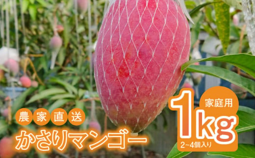 【2025年先行予約】【奄美産】かさりマンゴー家庭用1kg　A072-005 1510497 - 鹿児島県奄美市