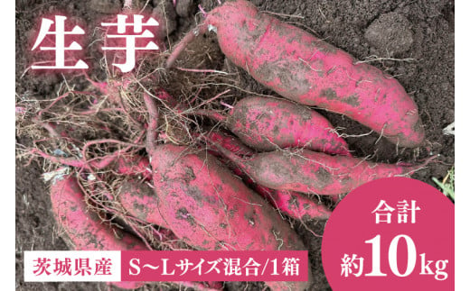 56-06 生芋10kg　S～Lサイズ混合 1箱【サツマイモ さつま芋 さつまいも 芋 いも 野菜  紅はるか 茨城県 阿見町 阿見 15000円以内】 1151404 - 茨城県阿見町