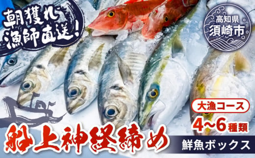 【 船上 神経締め 鮮魚 ボックス 】朝獲れ 直送 大漁コース (2024年12月出荷) 冷蔵 魚種お任せ 水揚げ 海鮮 魚介 産地直送 新鮮 天然 魚 詰め合わせ 1288342 - 高知県須崎市