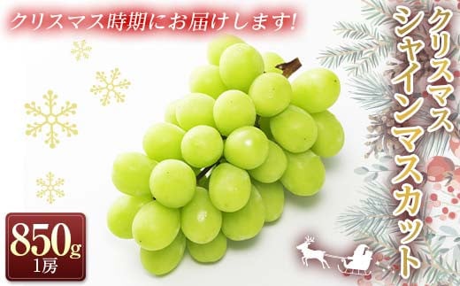 【令和6年産先行予約】 クリスマス シャインマスカット 約850g以上 (1房 秀) 《令和6年12月21日～発送》 『フナヤマ農園』 山形県 南陽市 [2184]