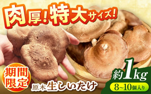 ＼レビューキャンペーン開催中！／原木生椎茸 約1kg（8個〜10個）入り＜2025年1月～2月発送＞高槻市産 数量限定 期間限定　大阪府高槻市/高槻あぐり [AOCS001] 肉厚 人気 おいしい シイタケ しいたけ 1209278 - 大阪府高槻市