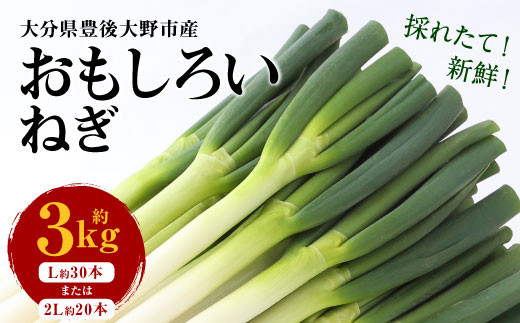 豊後大野市産 おもしろいねぎ 3kg 長ねぎ 長ネギ 白ネギ 白ねぎ ネギ ねぎ 葱 白葱