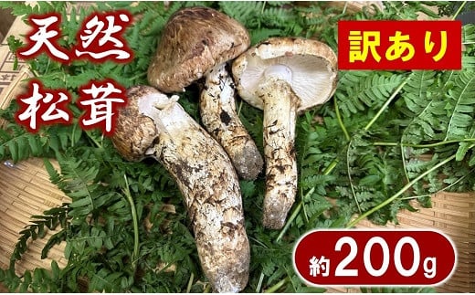 【期間限定】 岩手県産 松茸 天然 約200g 国産 松茸訳あり 【開きや小さめ、割れ、欠けなど】 家庭用 435033 - 岩手県普代村