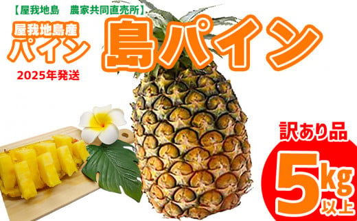 《訳あり品》2025年【屋我地島　農家共同直売所】屋我地島産パイン5kg以上 島パイン 先行予約 沖縄 国産 パインアップル Nパイン ハワイ種 ぱいん 生産者応援 送料無料 ご当地 お取り寄せ 果物 くだもの 果実 ふるさと納税 名護 デザート フルーツ トロピカル 825161 - 沖縄県名護市