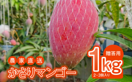 【2025年先行予約】【奄美産】かさりマンゴー贈答用1kg　A072-004 1495796 - 鹿児島県奄美市