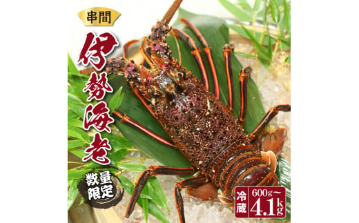 L-CDEF[期間・数量限定]選べる容量!串間市産!天然イセエビ 600g〜3.6kg[串間市漁業協同組合]