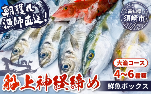 [ 船上 神経締め 鮮魚 ボックス ]朝獲れ 直送 大漁コース (2024年10月出荷) 冷蔵 魚種お任せ 水揚げ 海鮮 魚介 産地直送 新鮮 天然 魚 詰め合わせ