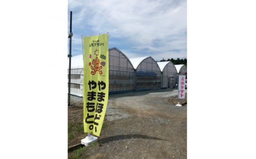 宮城県山元町のふるさと納税 山のふ元のあまトマト(フルティカ・アイコの詰め合わせセット)【1342343】