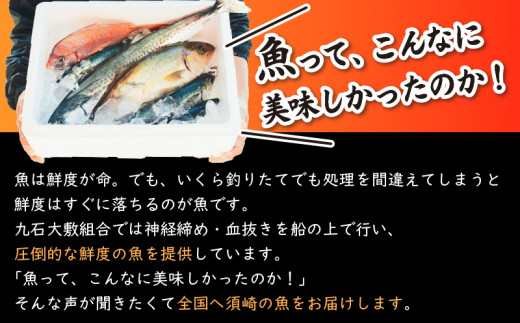 船上 神経締め 鮮魚 ボックス 】朝獲れ直送 3~5種入り 冷蔵 魚種お任せ 水揚げ 海鮮 魚介 産地直送 新鮮 天然 魚 詰め合わせ -  高知県須崎市｜ふるさとチョイス - ふるさと納税サイト