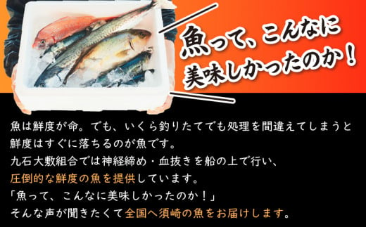 船上神経締め鮮魚ボックス】朝獲れ直送 3~5種入り （2025年1月出荷) 冷蔵 魚種お任せ 水揚げ 海鮮 魚介 産地直送 新鮮 天然 魚 詰め合わせ  - 高知県須崎市｜ふるさとチョイス - ふるさと納税サイト