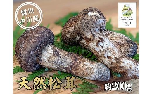 中川村の秋の味覚　松茸　約200g 1088451 - 長野県中川村