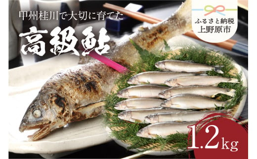 [一級河川(魚)]甲州桂川の高級鮎 鮎1箱(1.2kg)13〜15尾