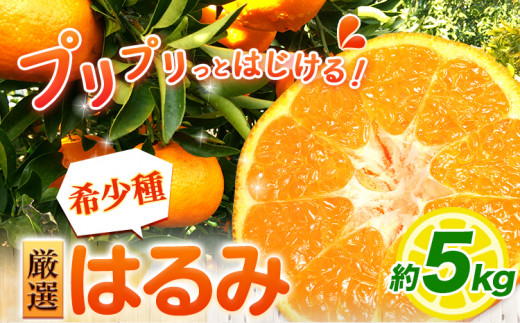 ＜2月より発送＞厳選 はるみ 5kg +150g 池田鹿蔵農園 日高町《2025年2月上旬-3月末頃出荷》和歌山県 日高町 はるみ みかん 柑橘 フルーツ デコポンの姉妹品種 光センサー選別【配送不可地域あり】