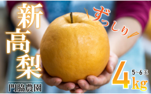 数量限定 新高梨 4㎏ (5～6玉) 門脇農園 四万十育ちの 新高梨 Ckn-004 大玉 枝熟れ 完熟 梨の王様 なし ナシ 梨 しんこうなし フルーツ デザート 果物 旬 幸水 豊水 秋月 新興 シャリシャリ 新鮮  275779 - 高知県四万十町
