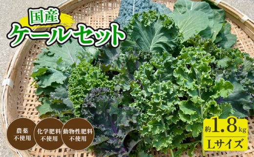 国産ケールセットL(4～6名様分) ケール 化学肥料不使用 青汁 ケール スムージー 野菜 京都 綾部 1142870 - 京都府京都府庁