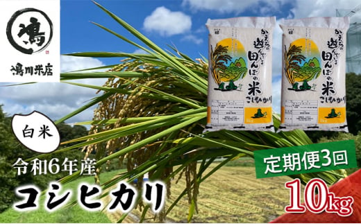 令和6年産　3ヶ月定期便　コシヒカリ　白米　10kg（5kg×2）【定期便 お米 白米 粘り甘み】 [№5346-0192] 1272866 - 千葉県千葉市