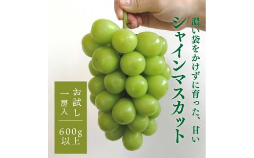 岡山県産 きよとうのこだわりのシャインマスカット 上級品 1房600g〜 マスカット ぶどう ブドウ 葡萄 デザート フルーツ 果物 くだもの 果実 食品