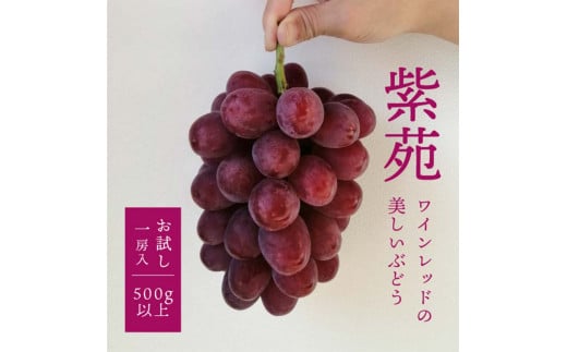 岡山県産 きよとうのお試し便 紫苑(しえん)1房500g〜 マスカット ぶどう ブドウ 葡萄 デザート フルーツ 果物 くだもの 果実 食品