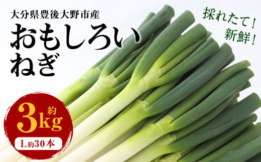 073-1182-1 豊後大野市産 おもしろいねぎ 3kg（Lサイズ30本） 長ねぎ 長ネギ 白ネギ 白ねぎ ネギ ねぎ 葱 白葱 317202 - 大分県豊後大野市