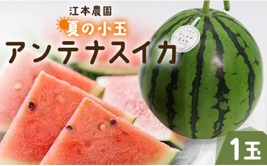 【先行予約】スイカ 小玉 約2kg 糖度14度前後 1玉 西瓜 江本農園 夏の小玉アンテナスイカ - すいか 期間限定 ギフト 減農薬 高糖度 立体栽培 すいか 西瓜 果物 くだもの フルーツ デザート em-0028 425796 - 高知県香南市