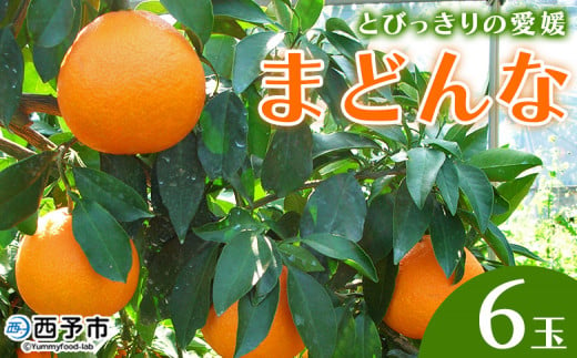 紅まどんなと同品種！＜とびっきりの愛媛 まどんな（6玉）＞ マドンナ 愛媛果試第28号 果物 柑橘 フルーツ 期間 旬 季節限定 特産品 産地直送 片山果樹園 西宇和 愛媛県 西予市【常温】 982578 - 愛媛県西予市