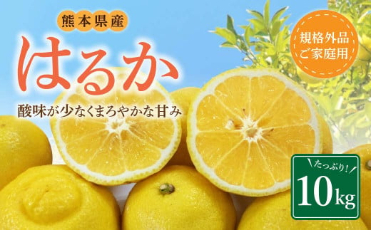 【規格外品】はるか ご家庭用 10kg サイズ不選別 サラダみかん 柑橘 ミカン 果物【2025年2月上旬～3月下旬発送予定】