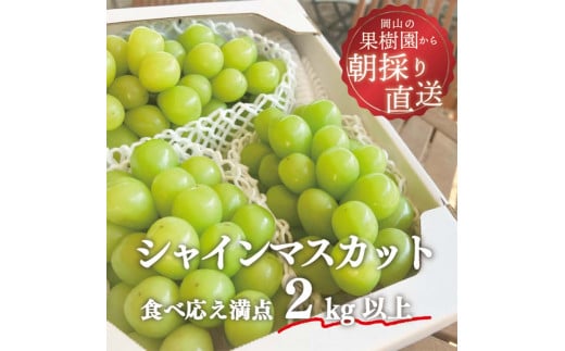 【きよとう】こだわりのシャインマスカット3～5房（約2kg） マスカット ぶどう ブドウ 葡萄 デザート フルーツ 果物 くだもの 果実 食品 TY0-0810 1509307 - 岡山県津山市