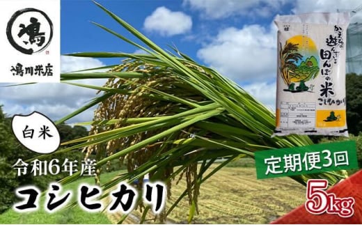 令和6年産　3ヶ月定期便　コシヒカリ　白米　5kg【 お米 粘りつやつや 甘み】 [№5346-0188] 1272862 - 千葉県千葉市