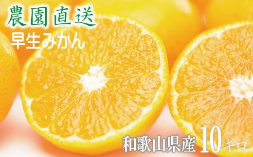 早生みかん 約10kg 大小混合 《ご家庭用》ちょっと訳あり 和歌山県より農園直送！まごころ産直みかん 【北海道・沖縄県・一部離島 配送不可】温州みかん わけあり 訳アリ たっぷり【mg1】 1495959 - 和歌山県和歌山市