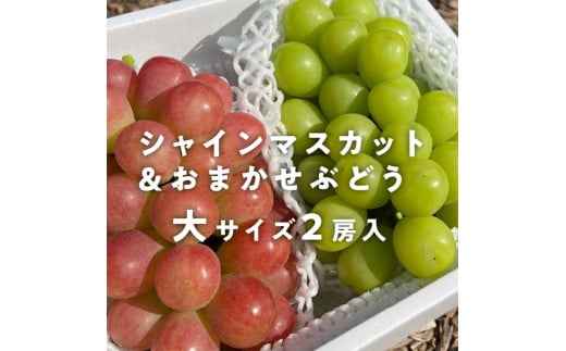 岡山県産 きよとうのシャインマスカット&生産者いちおし葡萄 大サイズ2房入 マスカット ぶどう ブドウ 葡萄 デザート フルーツ 果物 くだもの 果実 食品 TY0-0812 1509309 - 岡山県津山市