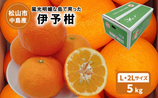 【発送は1月下旬から】 松山市中島産 伊予柑 Lから2Lサイズ 5kg （ 国産 愛媛みかん 愛媛ミカン みかん ミカン mikan 蜜柑 柑橘 フルーツ 果物 くだもの お取り寄せ 産地直送 数量限定 人気 おすすめ 愛媛県 松山市 送料無料 フジ・アグリフーズ） 588821 - 愛媛県松山市