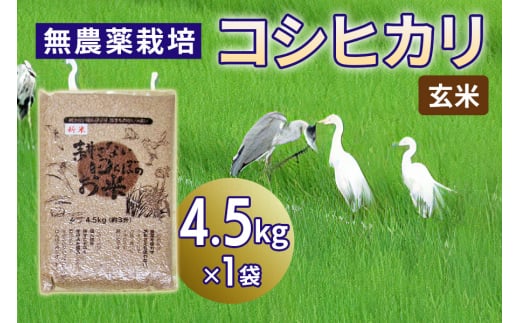 新米 無農薬栽培 コシヒカリ《玄米》4.5kg｜おいしい お米 コメ こめ ご飯 ごはん 白米 玄米 お取り寄せ 直送 贈り物 贈答品 ふるさと納税 埼玉 杉戸 [0563] 246503 - 埼玉県杉戸町