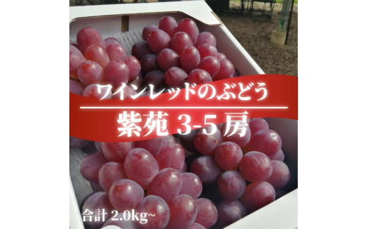 岡山県産 きよとう自慢の紫苑(しえん) 3-5房入/計2.0kg〜 マスカット ぶどう ブドウ 葡萄 デザート フルーツ 果物 くだもの 果実 食品