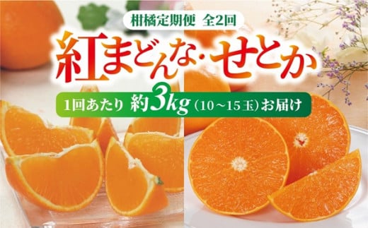 紅まどんな・せとか 青秀 定期便（全2回） 約3kg L～3L（15～10玉） 人気 数量限定 柑橘 伊予市 | D33 1495263 - 愛媛県伊予市