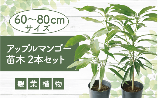 2025年2月上旬～発送【観葉植物】アップルマンゴー苗木2本セット 6号鉢(前園植物園/045-1361) 南国鹿児島県で育った 観葉植物！植物 鉢付 インテリア 室内 オフィス おしゃれ プレゼント ギフト 開店祝い 移転祝い マイナスイオン【配送不可地域：北海道・沖縄県・離島】 251208 - 鹿児島県指宿市