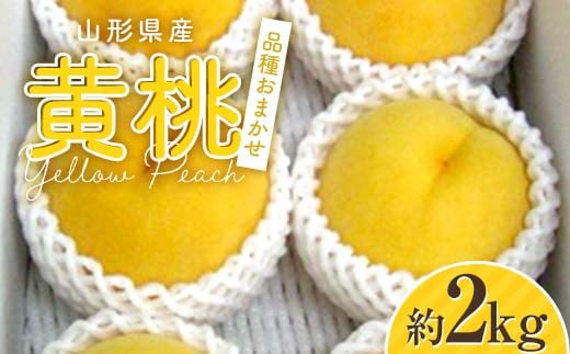 【2025年 先行予約】山形県産 黄桃 約2kg 品種おまかせ FSY-2055 1510138 - 山形県山形県庁