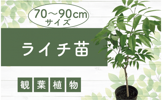 2025年2月上旬～発送【観葉植物】ライチ苗70cm～90cm(前園植物園/035-1492) 南国鹿児島県で育った 観葉植物！植物 鉢付 インテリア 室内 オフィス おしゃれ プレゼント ギフト 開店祝い 移転祝い マイナスイオン【配送不可地域：北海道・沖縄県・離島】 843550 - 鹿児島県指宿市