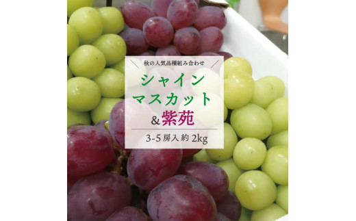 岡山県産 きよとうのぶどう最終便!シャインマスカット&紫苑 上級品3-5房入/計2.0kg～ マスカット ぶどう ブドウ 葡萄 デザート フルーツ 果物 くだもの 果実 食品 TY0-0817 1509314 - 岡山県津山市