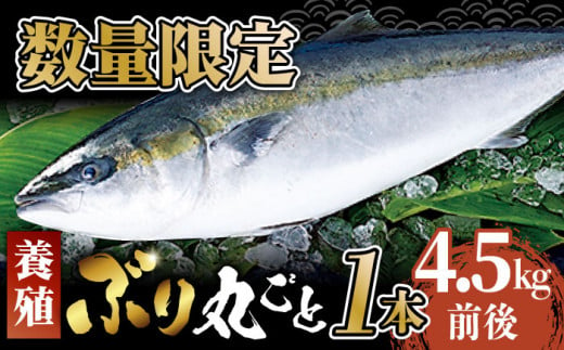 【出荷日限定 年末のご馳走に！】五島から新鮮なブリ 丸ごと1本 約4.5kg前後(内臓処理済)  ブリ ぶり 鰤 年末 正月 ぶりしゃぶ しゃぶしゃぶ 五島市/奈留町漁業協同組合 [PAT024] 1114567 - 長崎県五島市